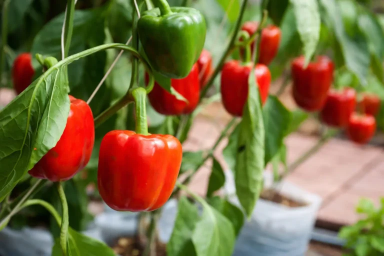 9 Easy Vegetables to Grow: Vegetable Gardening for Beginners in the USA